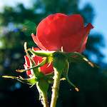 Image: Seventh image from the photoset 'escher blummen (lxvi)'.