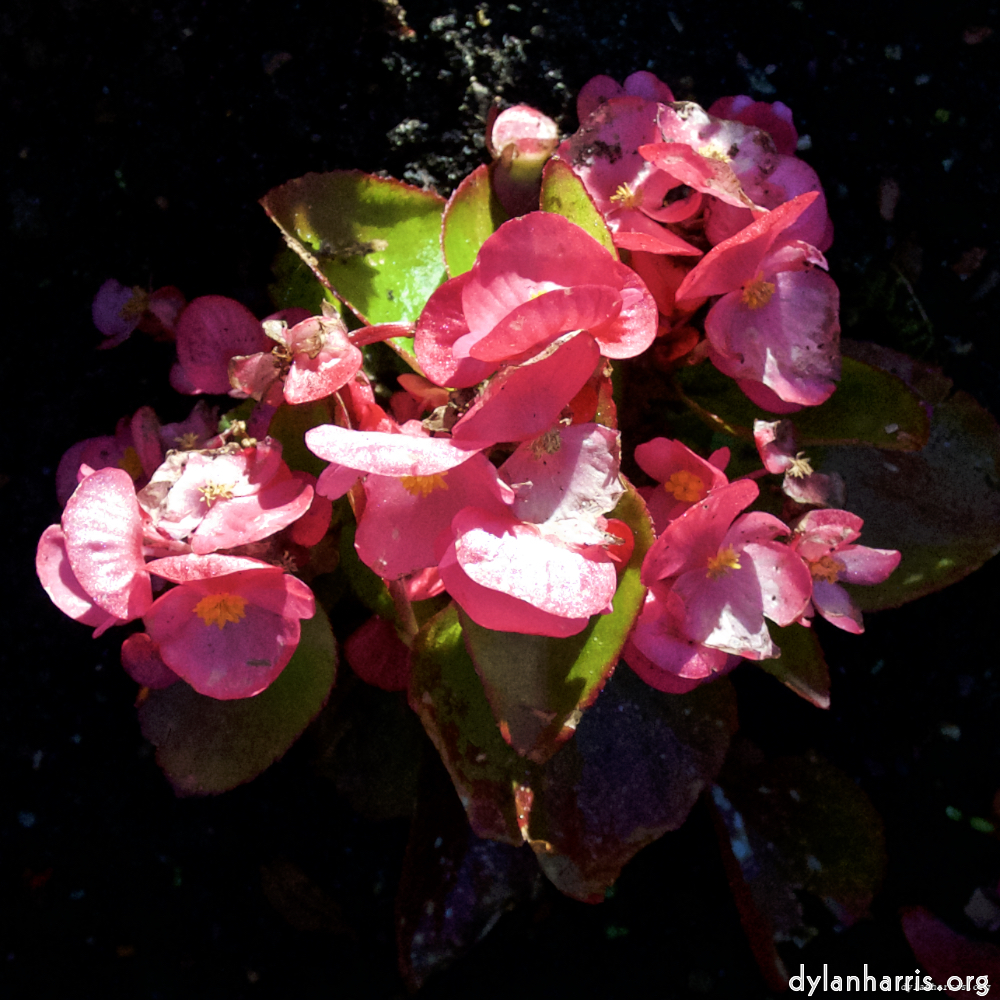 Image: Image 'escher blummen (lxvii) 1'.