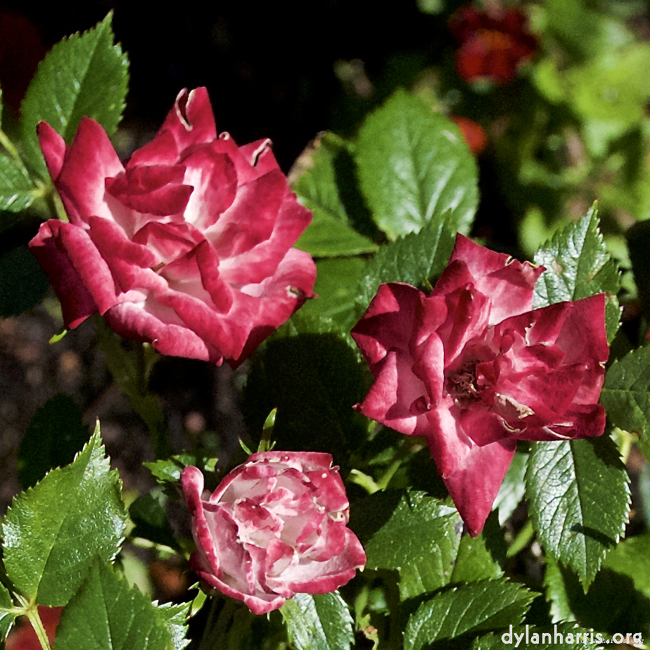 image: This is ‘
escher blummen (lxvii) 6
’.