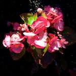 image: Image from the photoset ‘
escher blummen (lxvii)
’.