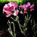 image: Image from the photoset ‘
escher blummen (lxvii)
’.