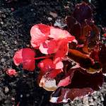 image: Image from the photoset ‘
escher blummen (lxvii)
’.