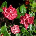 image: Image from the photoset ‘
escher blummen (lxvii)
’.