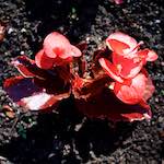 image: Image from the photoset ‘
escher blummen (lxvii)
’.