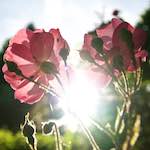 image: Image from the photoset ‘
escher blummen (lxvii)
’.