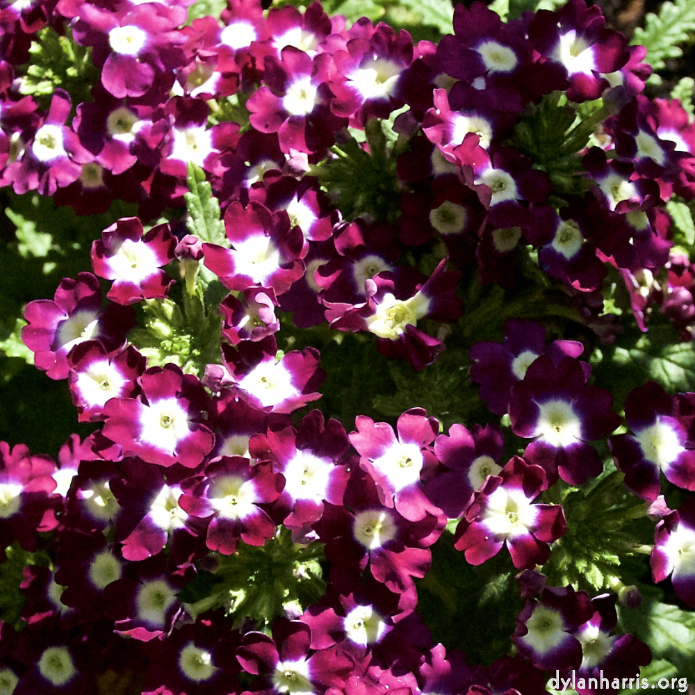 image: This is ‘
parc (xviii) 1
’.