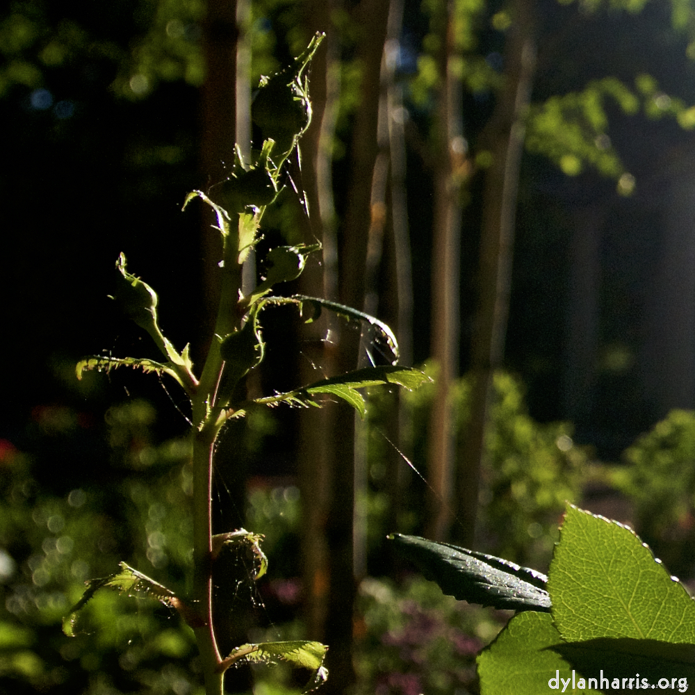 image: This is ‘
parc (xviii) 4
’.