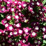 image: Image from the photoset ‘
parc (xviii)
’.