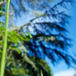 image: Image from the photoset ‘
parc (xviii)
’.