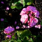 image: Image from the photoset ‘
parc (xviii)
’.