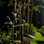 image: Image from the photoset ‘
parc (xviii)
’.