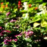 image: Image from the photoset ‘
parc (xviii)
’.