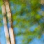 image: Image from the photoset ‘
parc (xviii)
’.