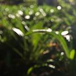 image: Image from the photoset ‘
parc (xviii)
’.