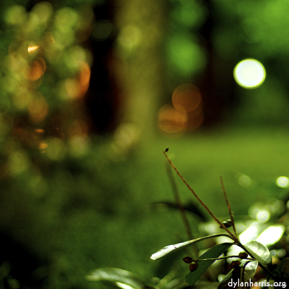 Image: Image 'parc (vi) 4'.