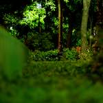 Image: First image from the photoset 'parc (vi)'.