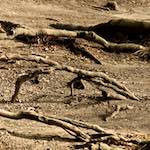 Image: Second image from the photoset 'parc (vi)'.