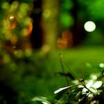 Image: Fourth image from the photoset 'parc (vi)'.