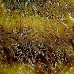 Image: Fifth image from the photoset 'amsterdam (iv)'.