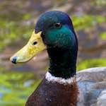 Image: First image from the photoset 'amsterdam (v)'.