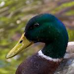 Image: Third image from the photoset 'amsterdam (v)'.