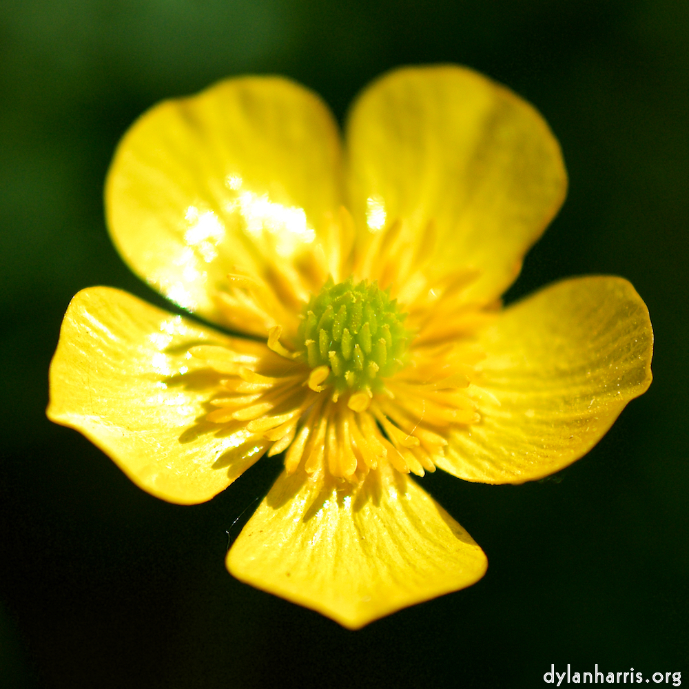 Image: buttercup, buttercup, why do you moo?