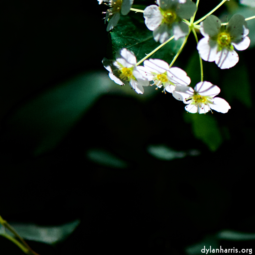 Image: Image 'escher blummen (xc) 5'.