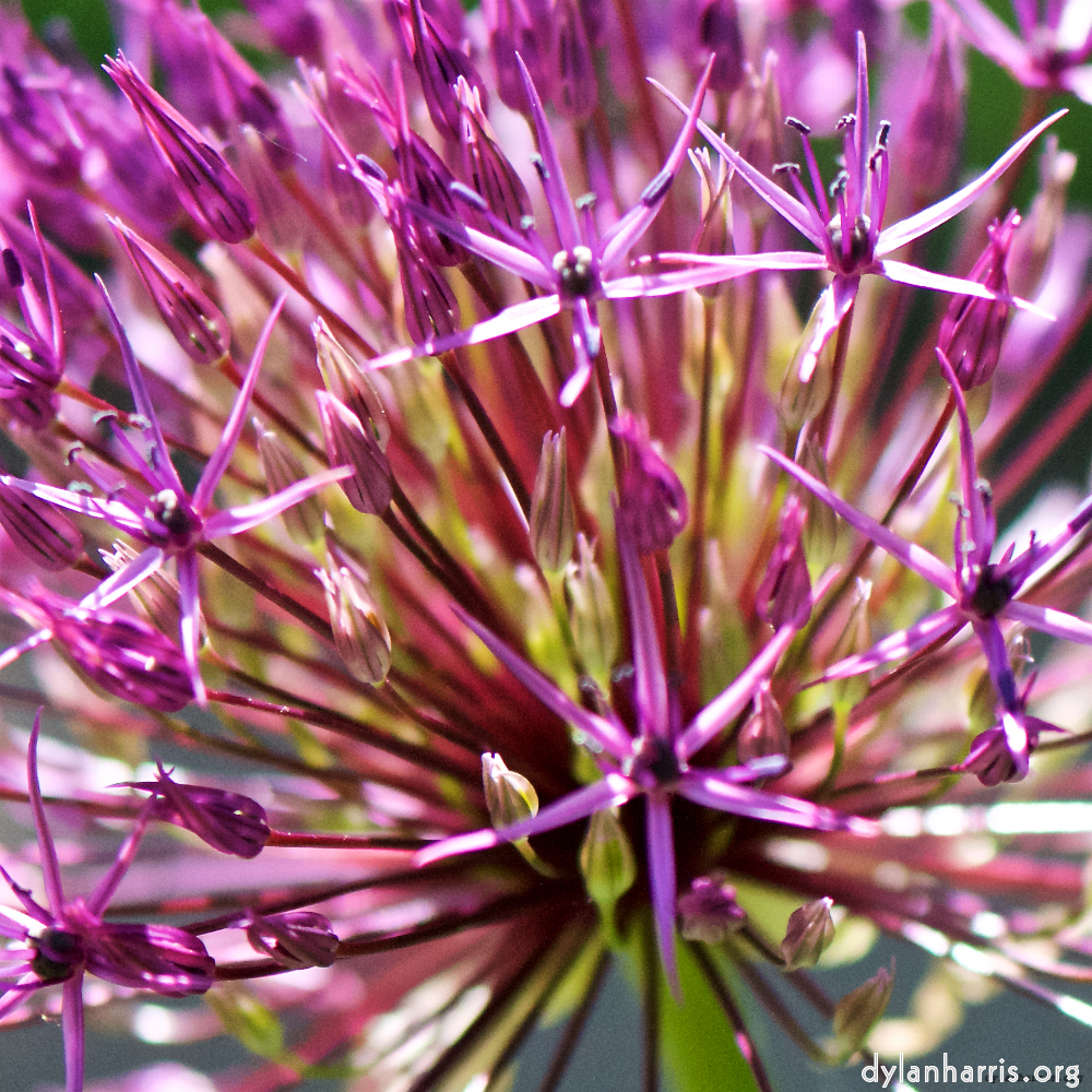 Image: Image 'escher blummen (xc) 6'.