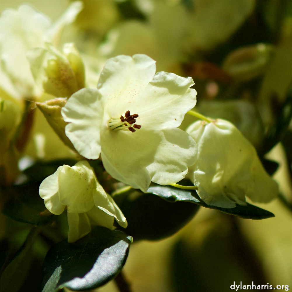 Image: Image 'escher blummen (xc) 7'.