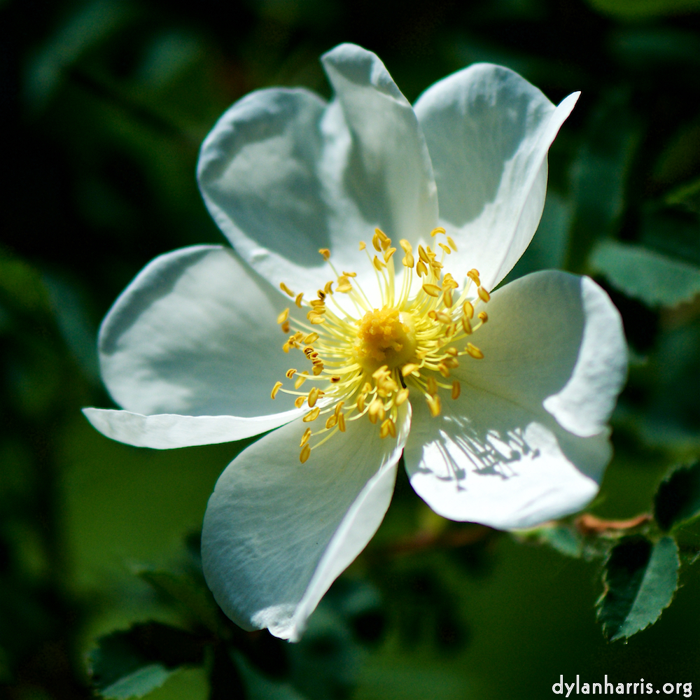 Image: Image 'escher blummen (xc) 9'.