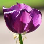 Image: Second image from the photoset 'escher blummen (xc)'.