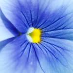 Image: Third image from the photoset 'escher blummen (xc)'.