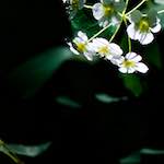 Image: Fifth image from the photoset 'escher blummen (xc)'.