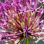 Image: Sixth image from the photoset 'escher blummen (xc)'.