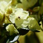 Image: Seventh image from the photoset 'escher blummen (xc)'.