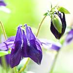 Image: Eighth image from the photoset 'escher blummen (xc)'.