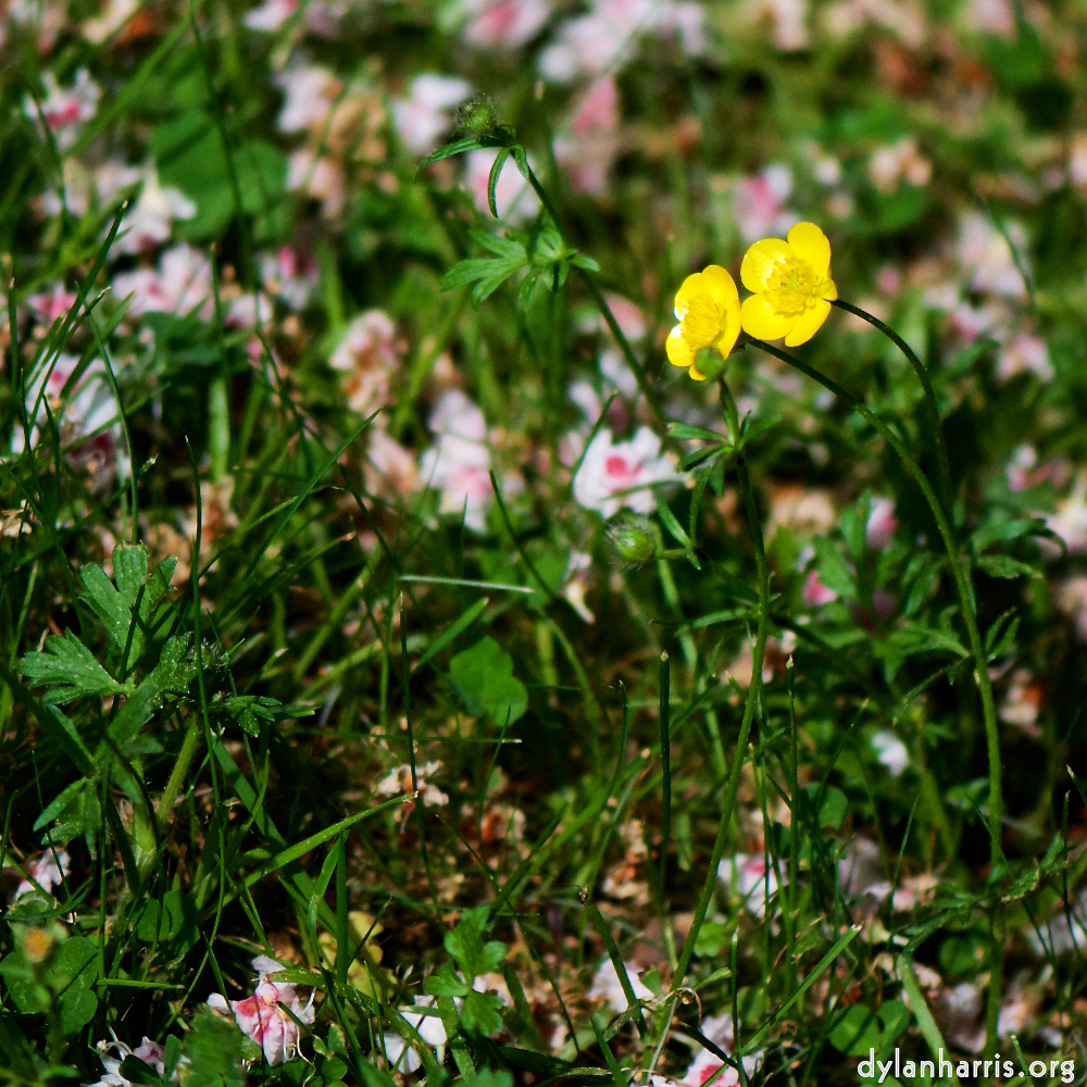 Image: Image 'escher blummen (xci) 2'.