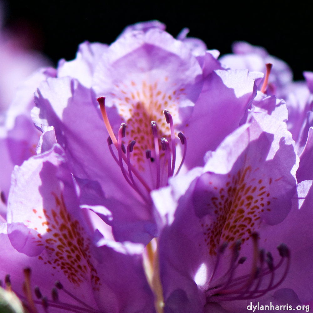 Image: Image 'escher blummen (xci) 3'.