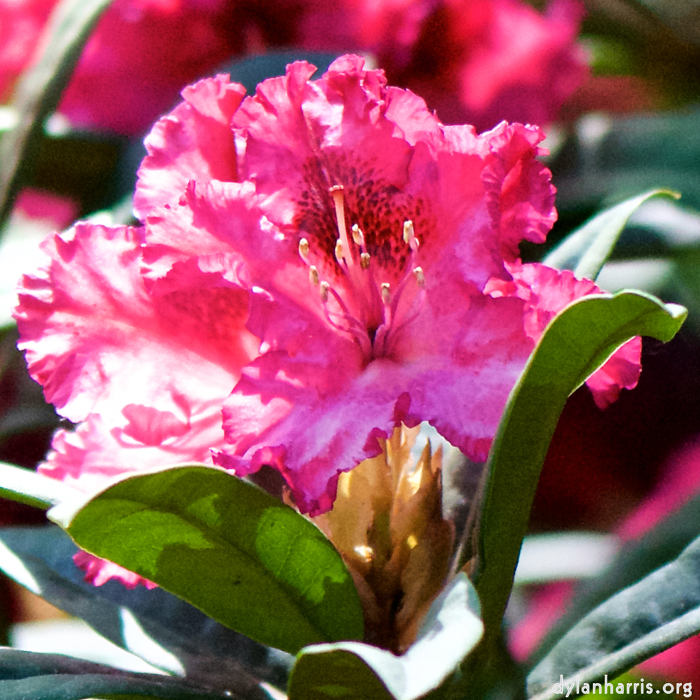 Image: Image 'escher blummen (xci) 4'.