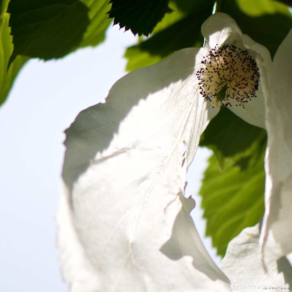 Image: Image 'escher blummen (xci) 5'.