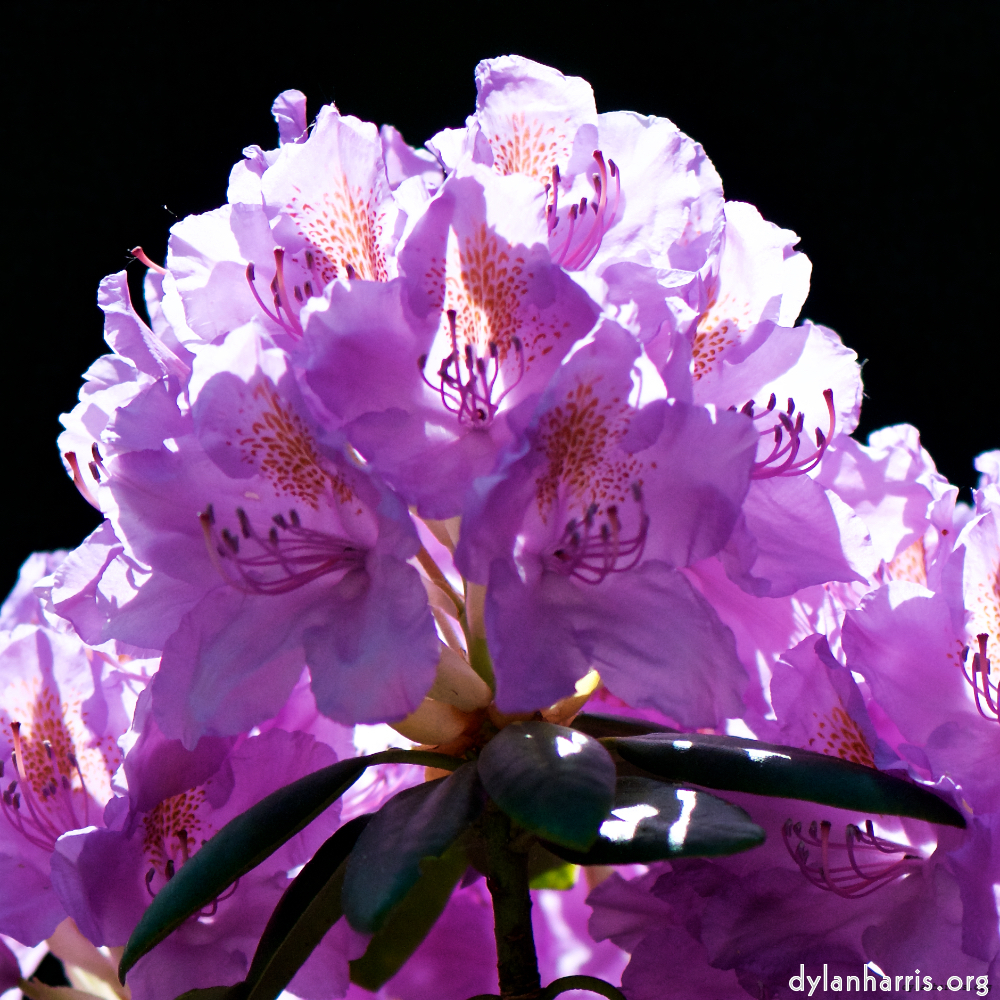 Image: Image 'escher blummen (xci) 6'.