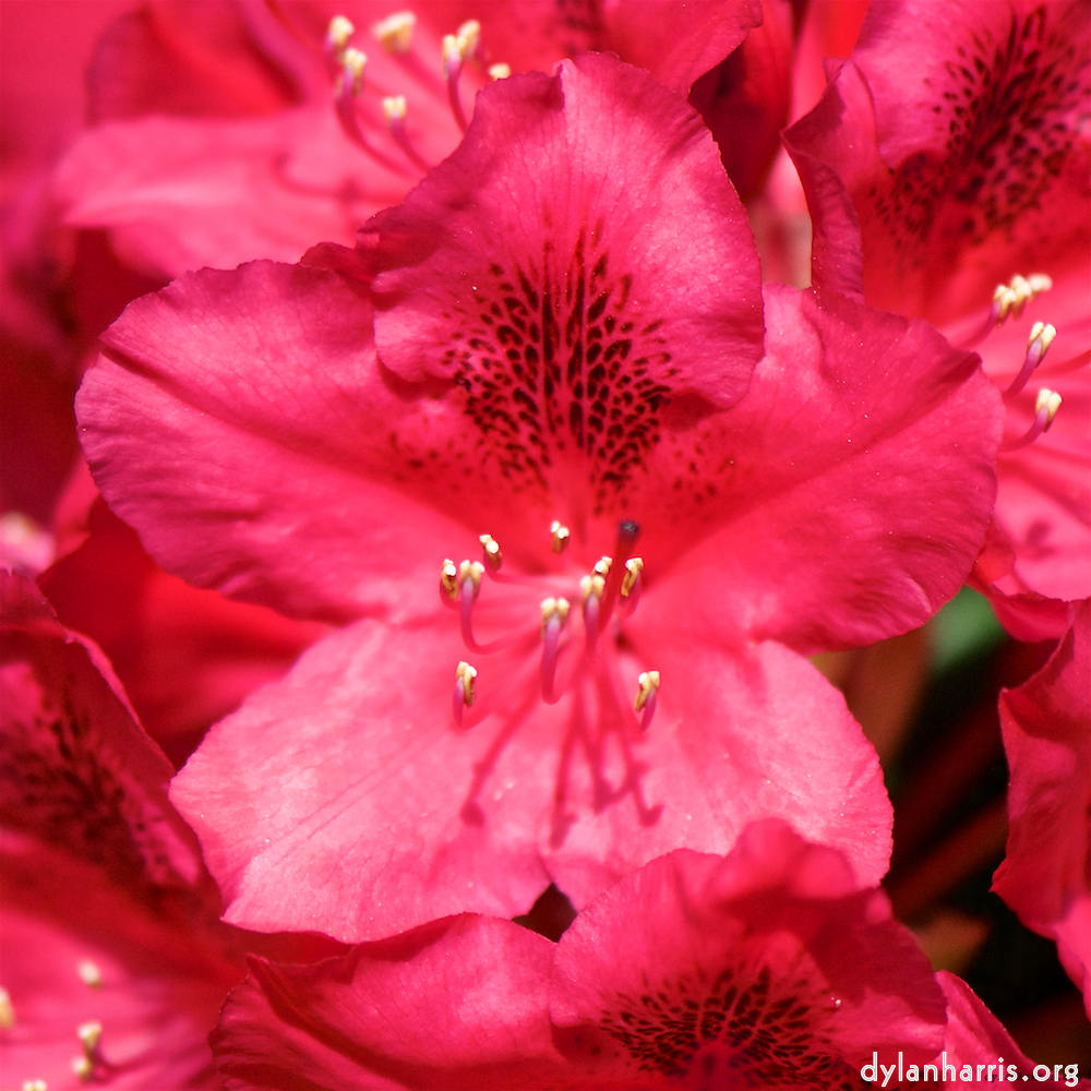 Image: Image 'escher blummen (xci) 7'.