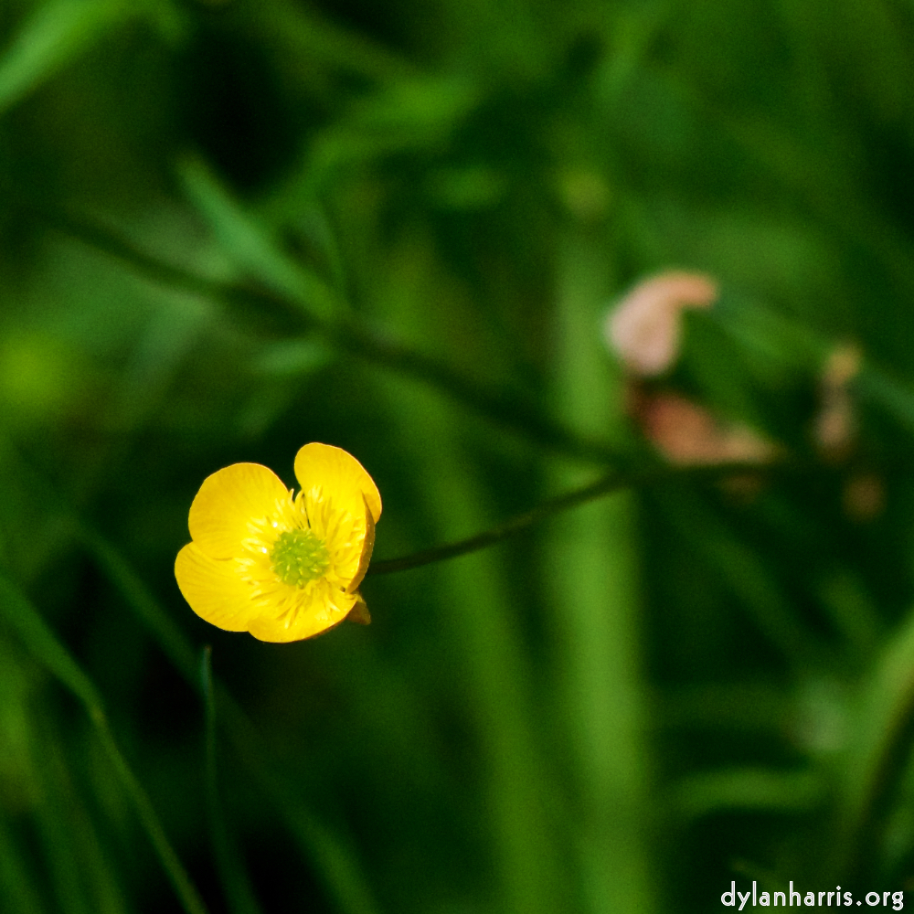 Image: Image 'escher blummen (xci) 8'.