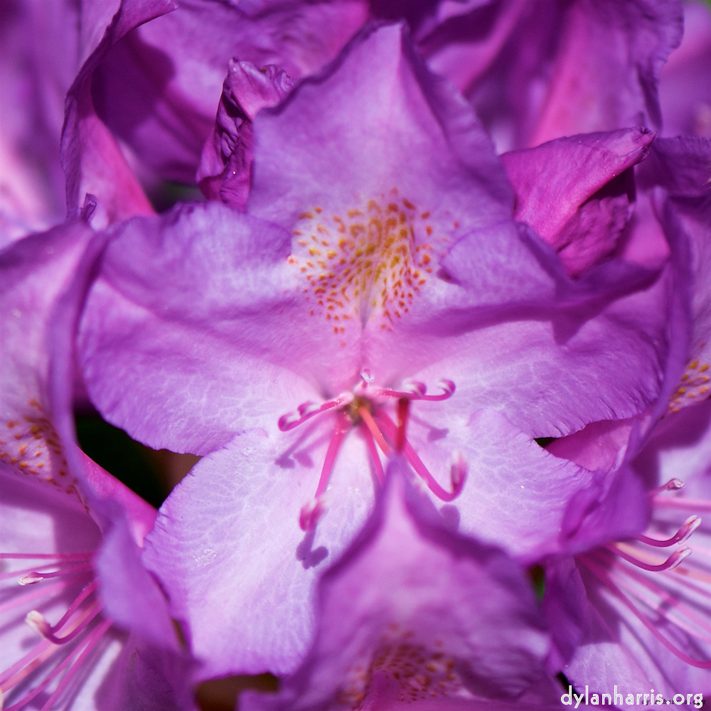 Image: Image 'escher blummen (xci) 9'.