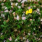 Image: Second image from the photoset 'escher blummen (xci)'.