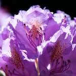 Image: Third image from the photoset 'escher blummen (xci)'.