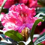 Image: Fourth image from the photoset 'escher blummen (xci)'.