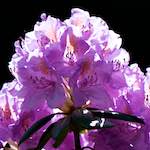 Image: Sixth image from the photoset 'escher blummen (xci)'.