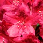 Image: Seventh image from the photoset 'escher blummen (xci)'.