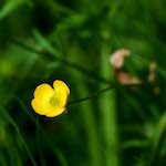 Image: Eighth image from the photoset 'escher blummen (xci)'.